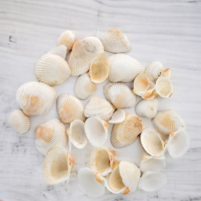Small Shells Pebbles (White)