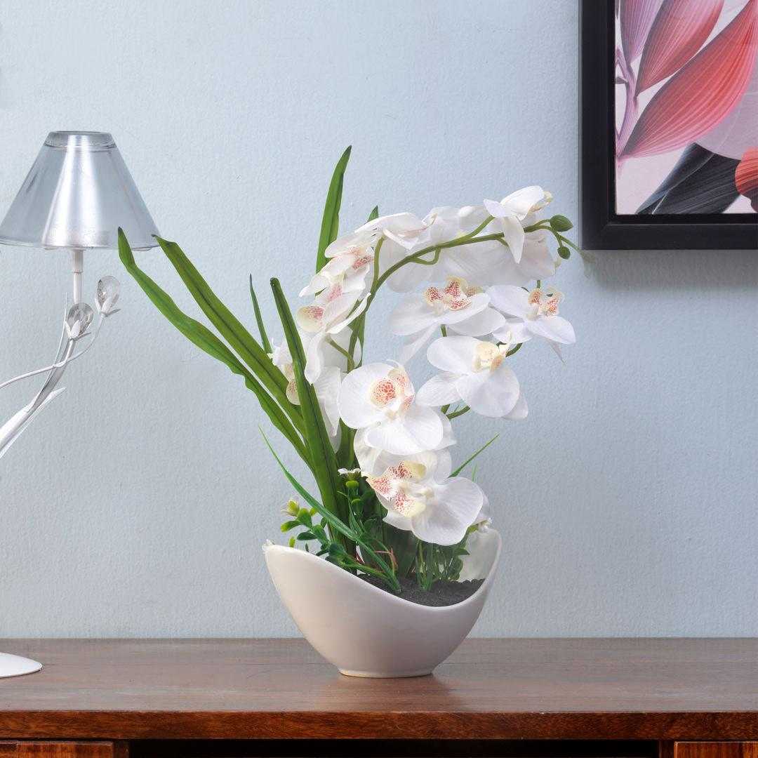 Bowl Orchid Potted Plant (White)