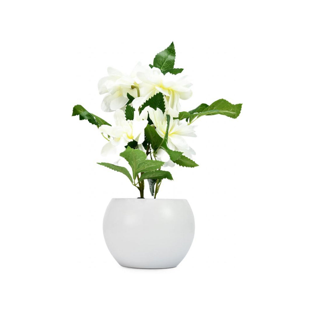 Peony Potted Plant (White)