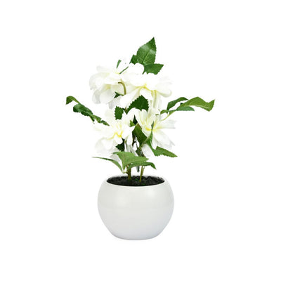 Peony Potted Plant (White)