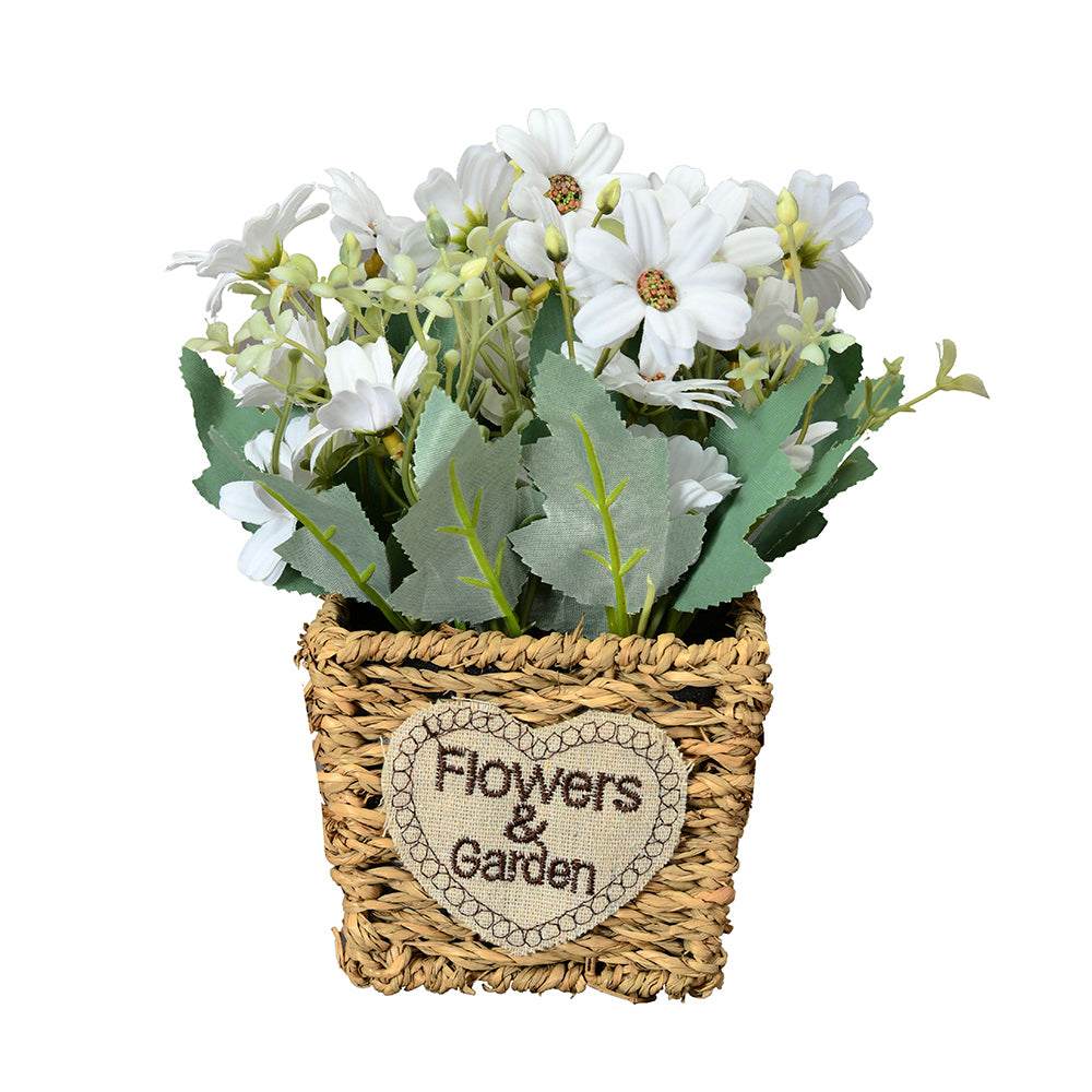 Daisy Basket 21 cm Potted Plant (White)