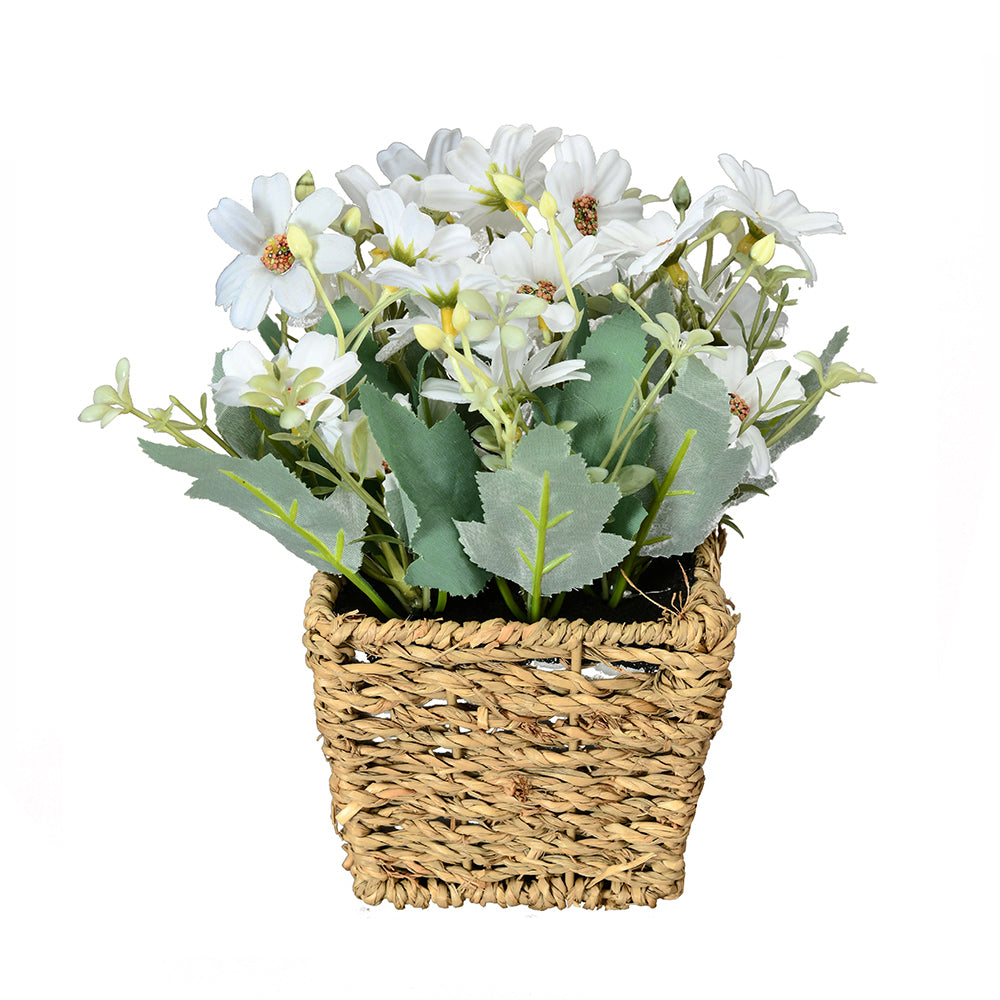 Daisy Basket 21 cm Potted Plant (White)
